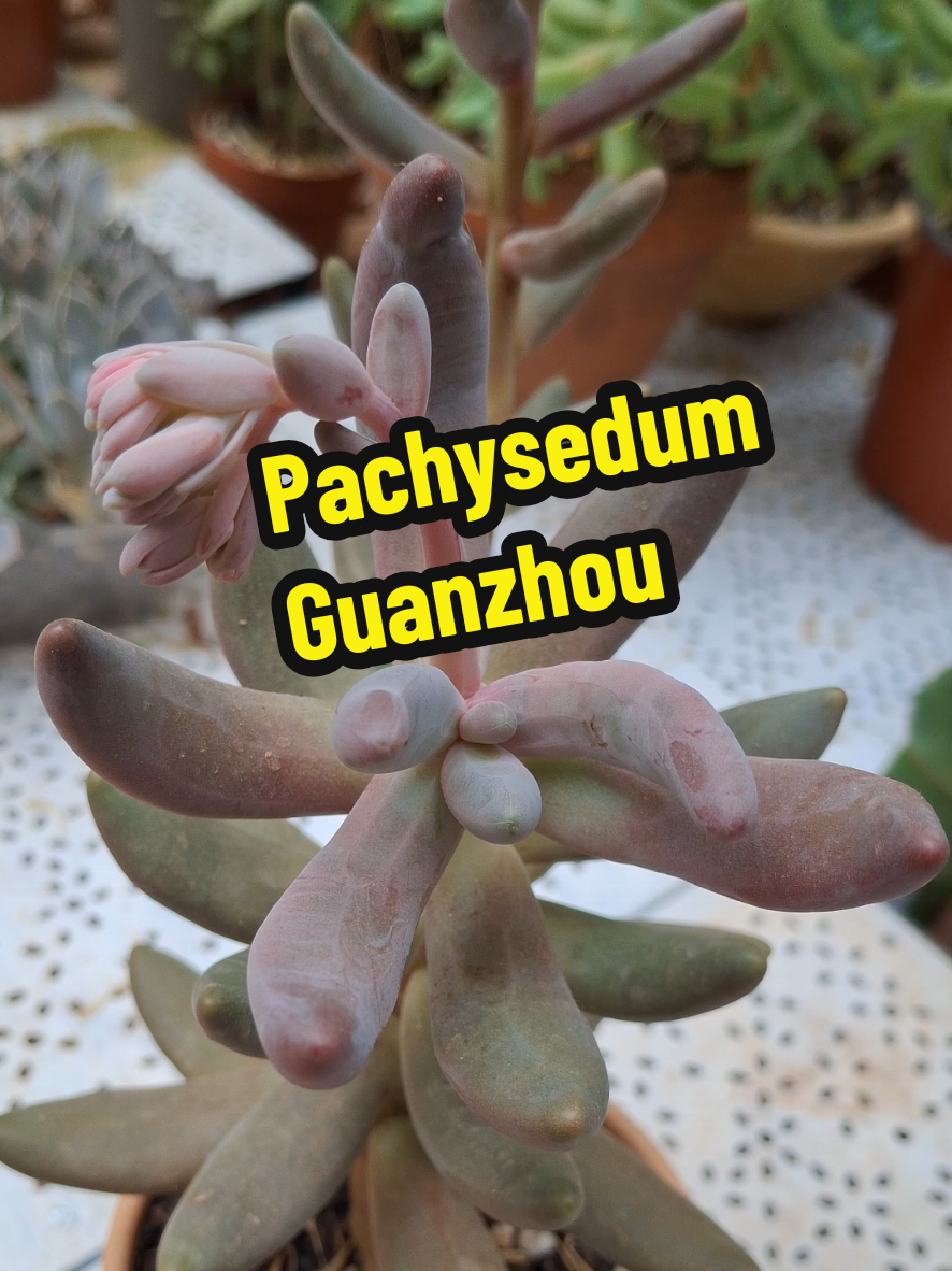 @Succulent_ninja