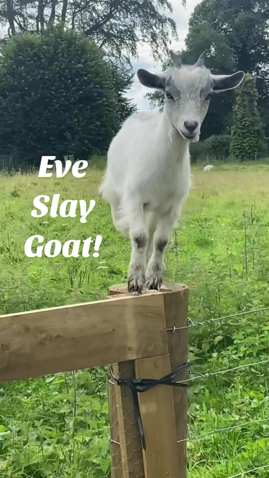 @Sunny B Goats🌞B🐐