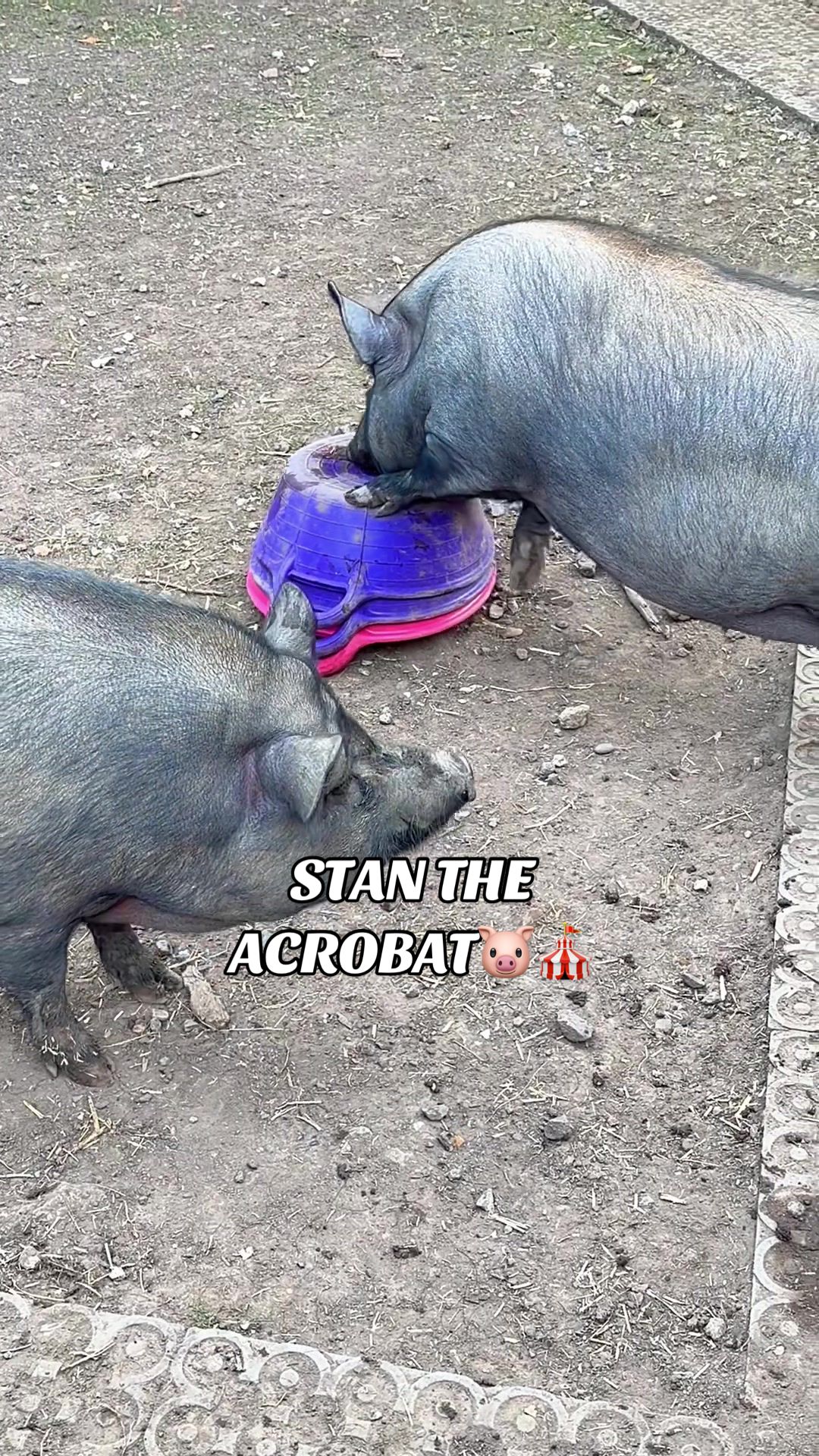 @AhimsaAnimalSanctuaryUK