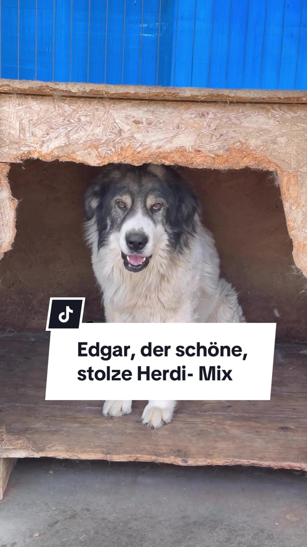 @Ein Herz für Streuner e.V.