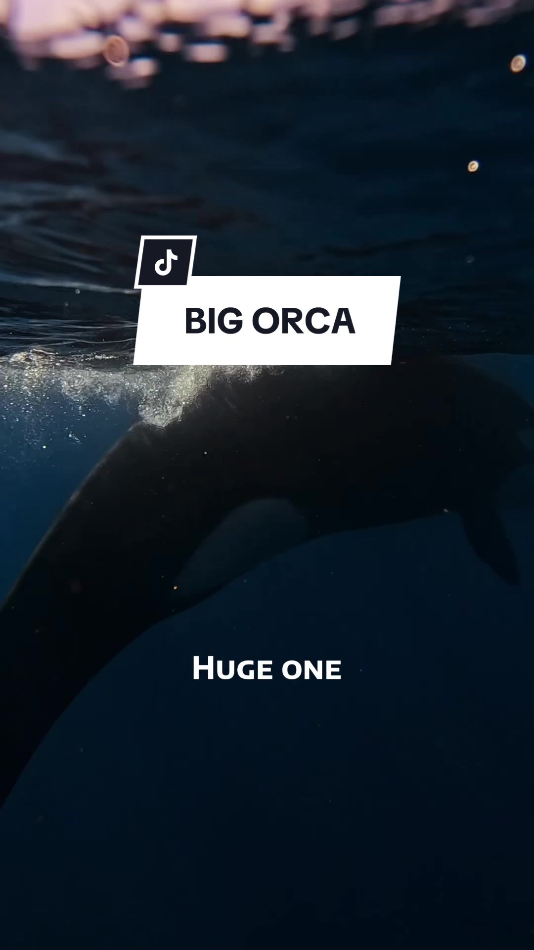 @SCUBA DAN 🦈