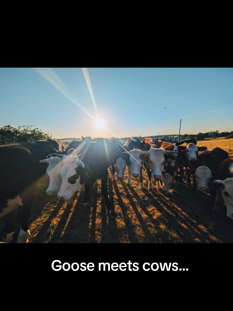 @Goose #gooseandcompany