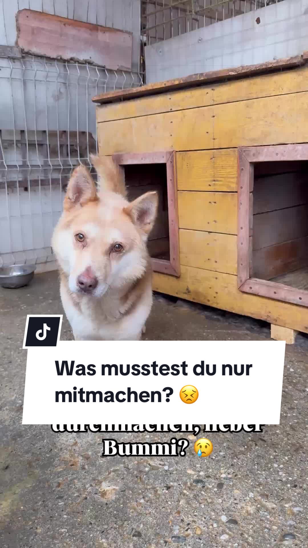 @Ein Herz für Streuner e.V.