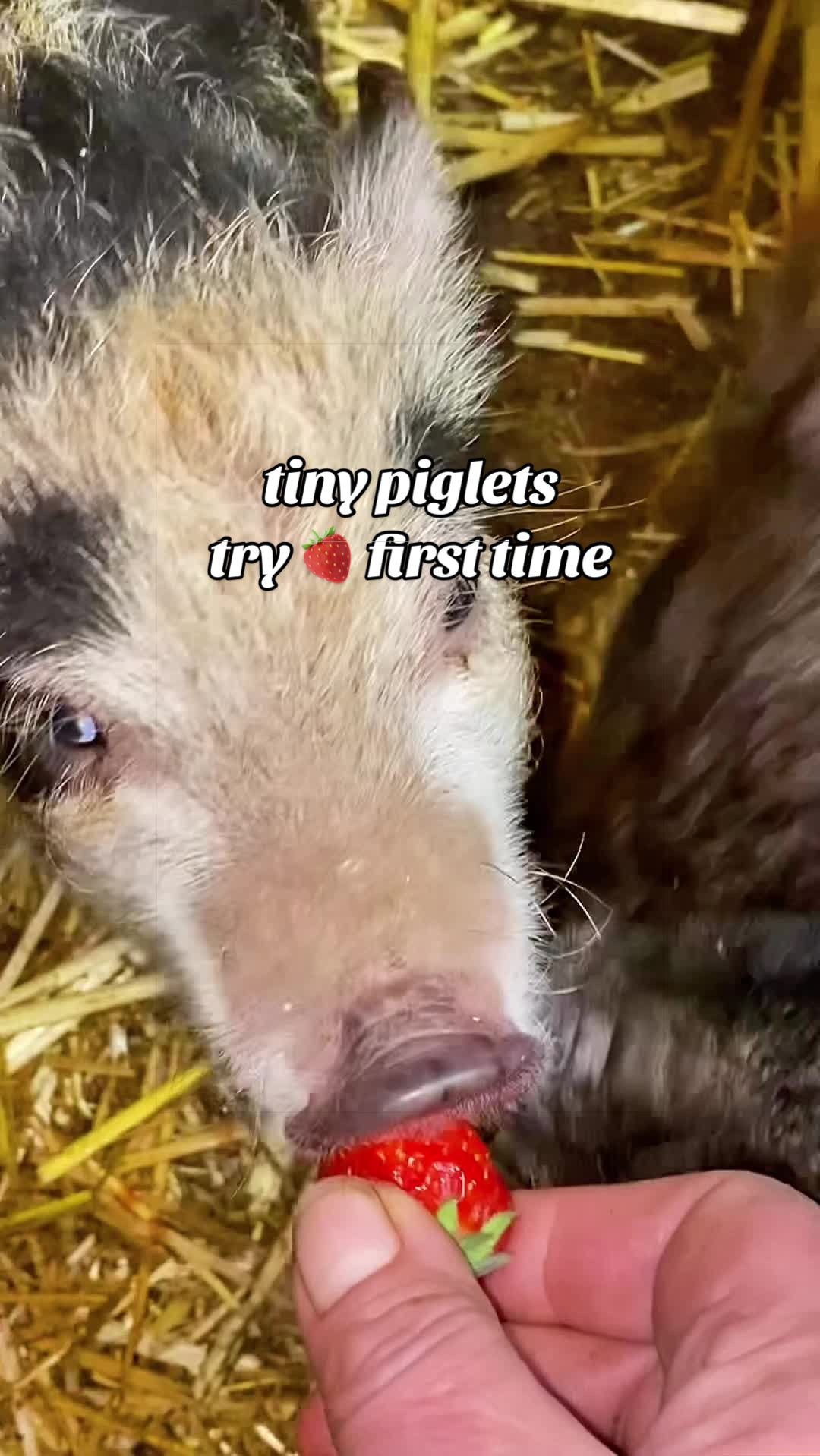 @AhimsaAnimalSanctuaryUK