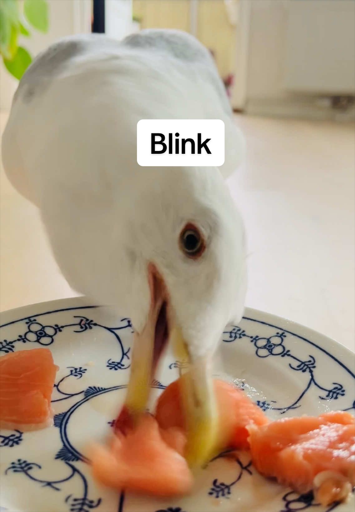 @Winston gull