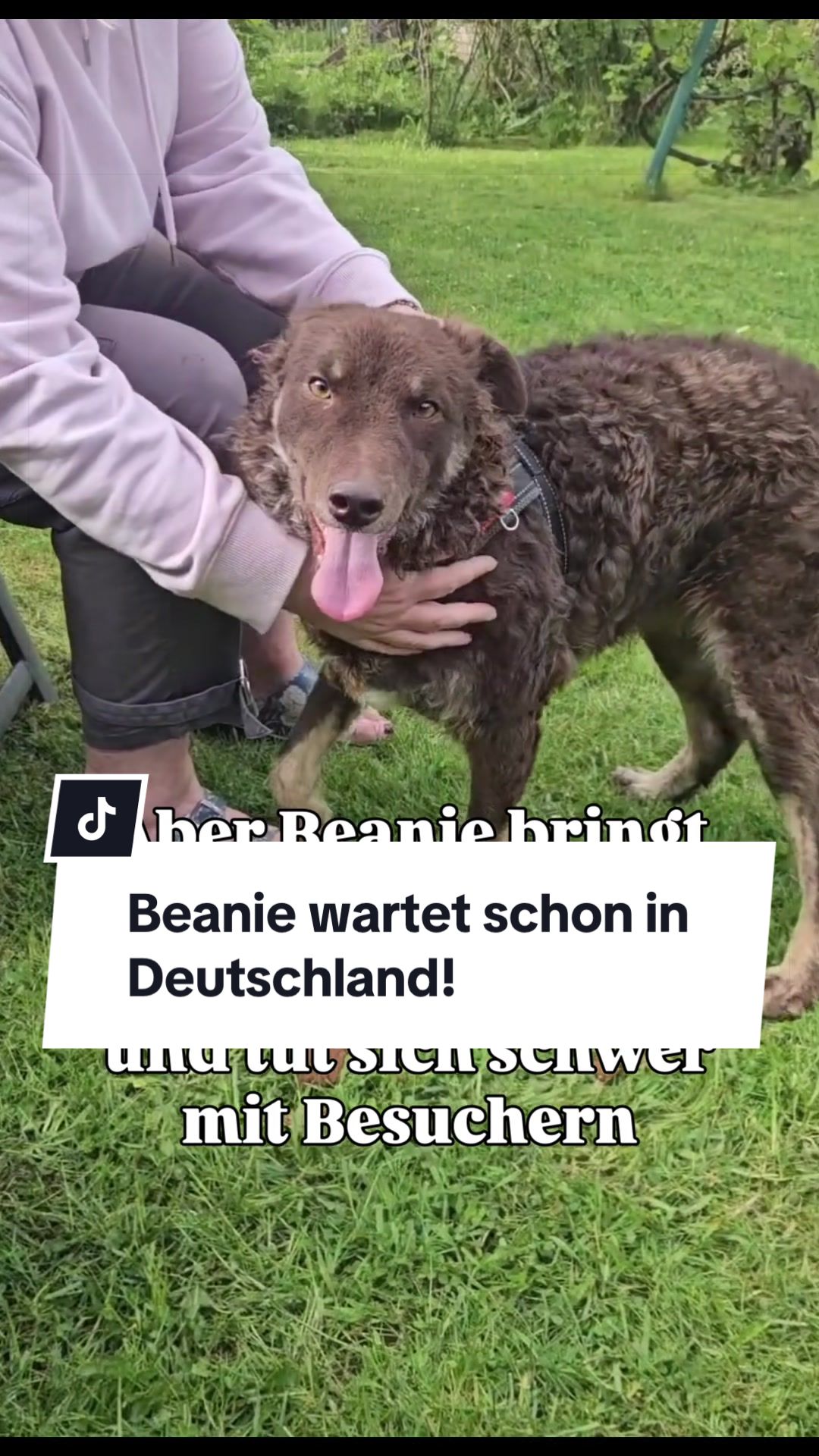 @Ein Herz für Streuner e.V.
