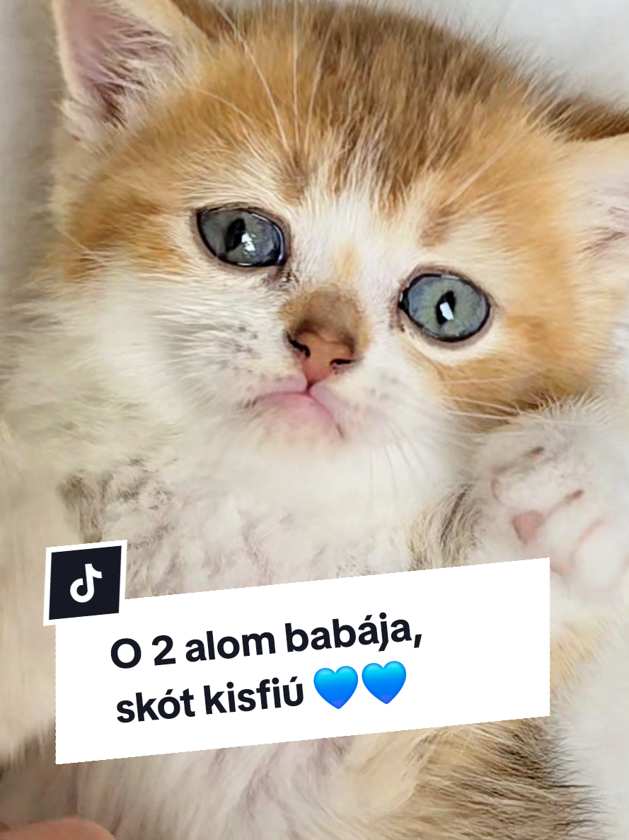 @Blue Sapphire Cats Cattery