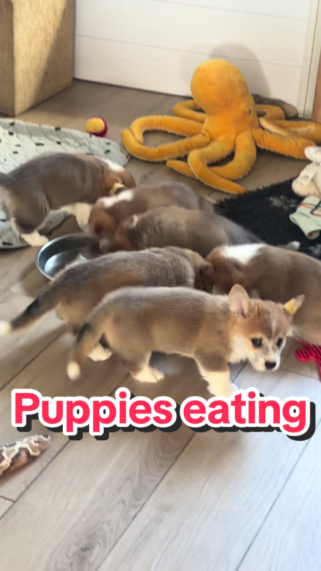 @BB fast dogs
