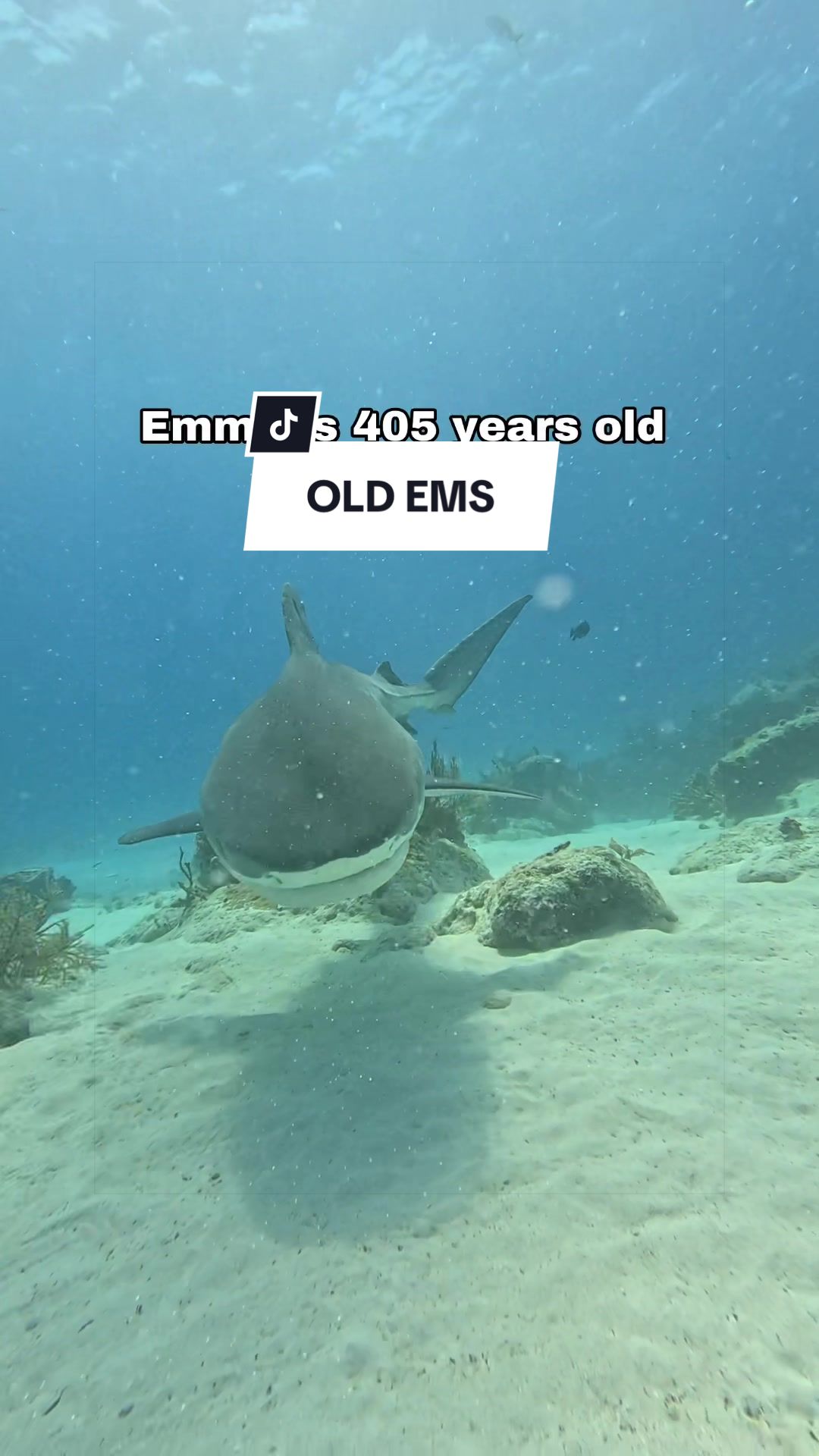 @SCUBA&ensp;DAN&ensp;🦈