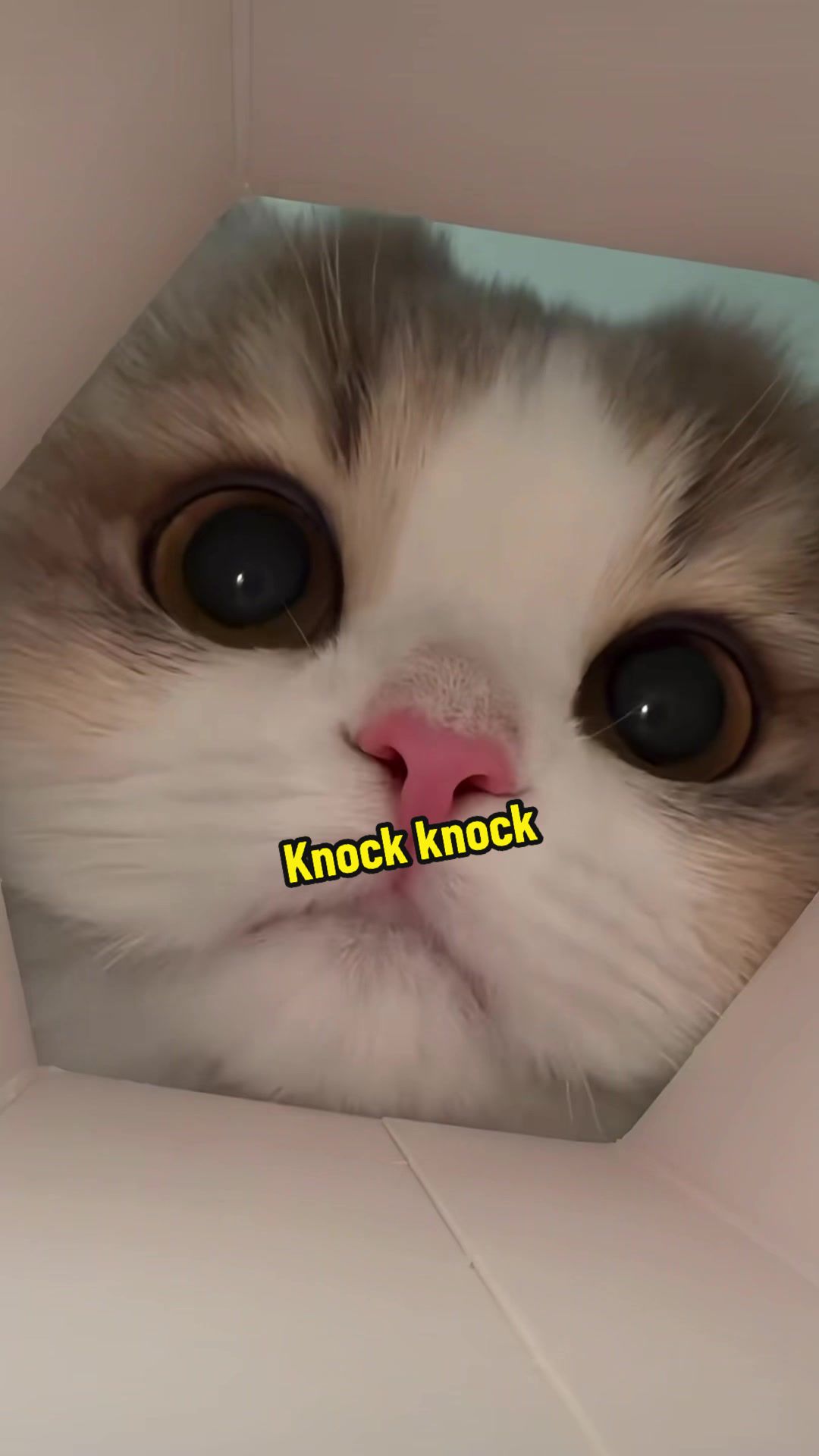 @DIY kitten