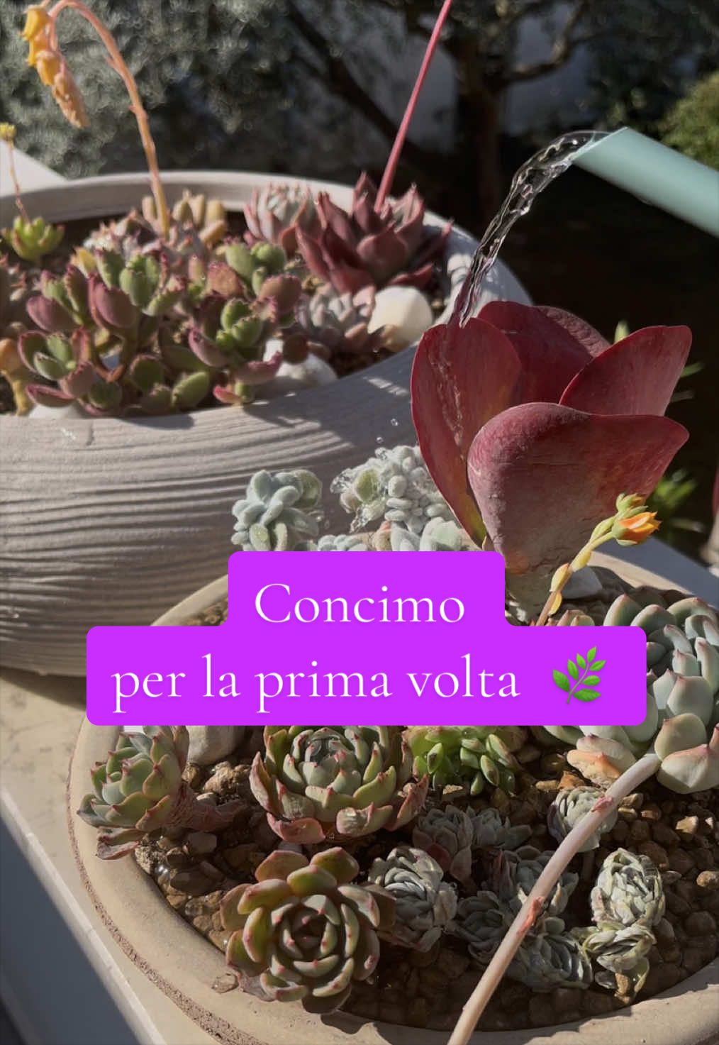 @piccole.spine.felici
