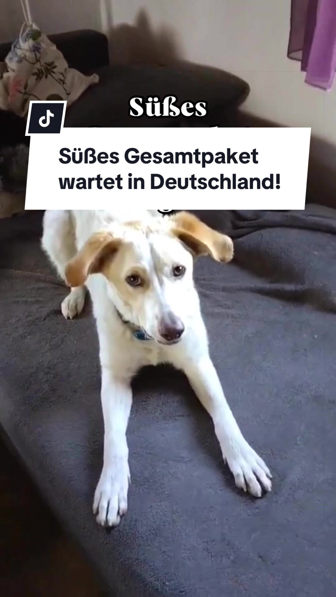 @Ein Herz für Streuner e.V.