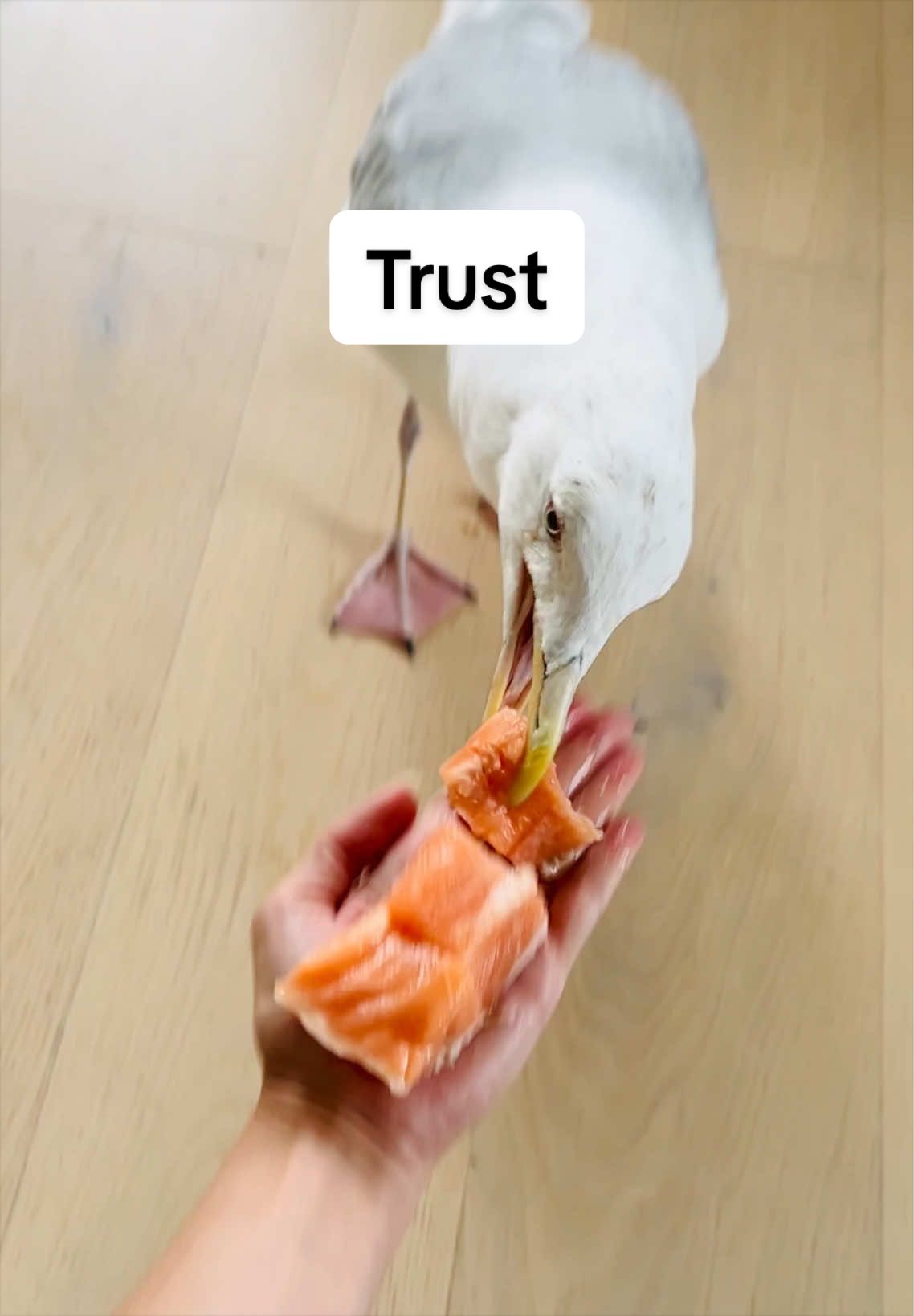 @Winston gull