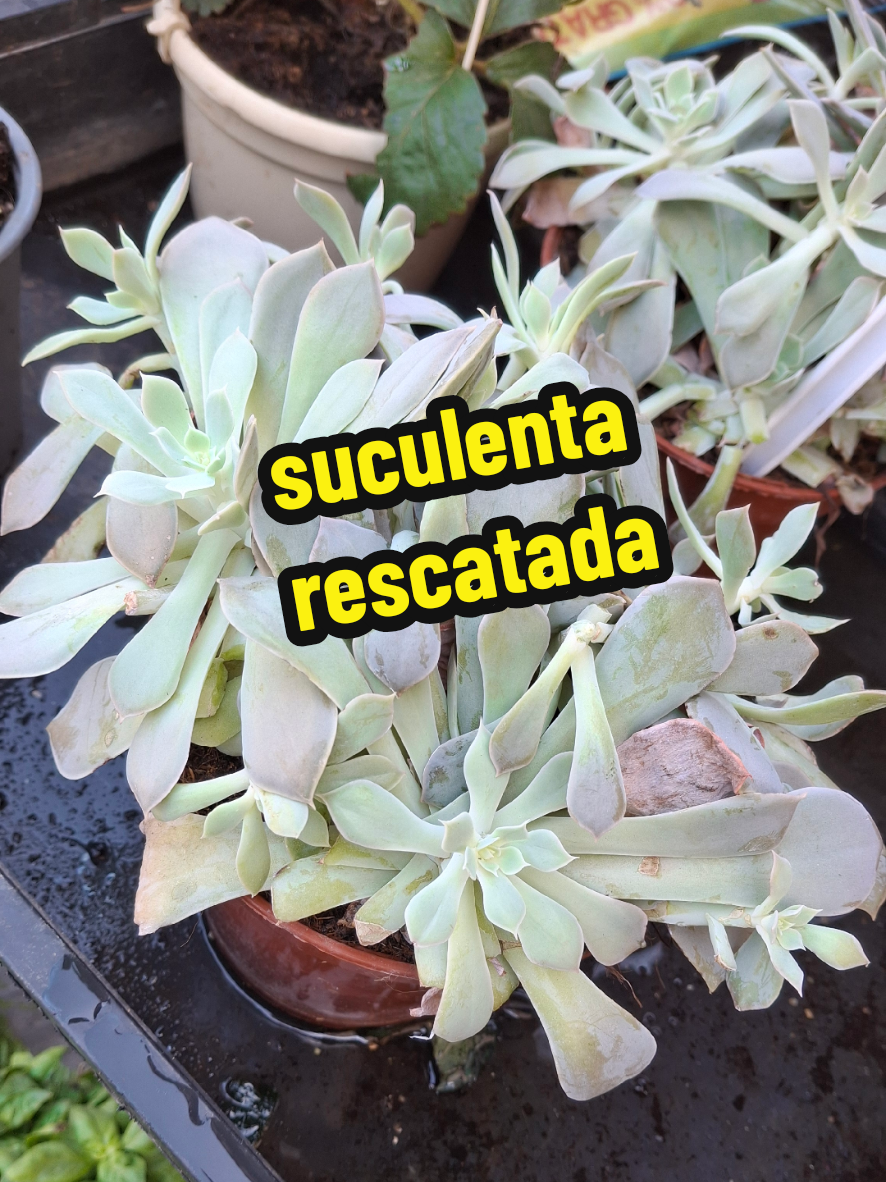 @Succulent_ninja