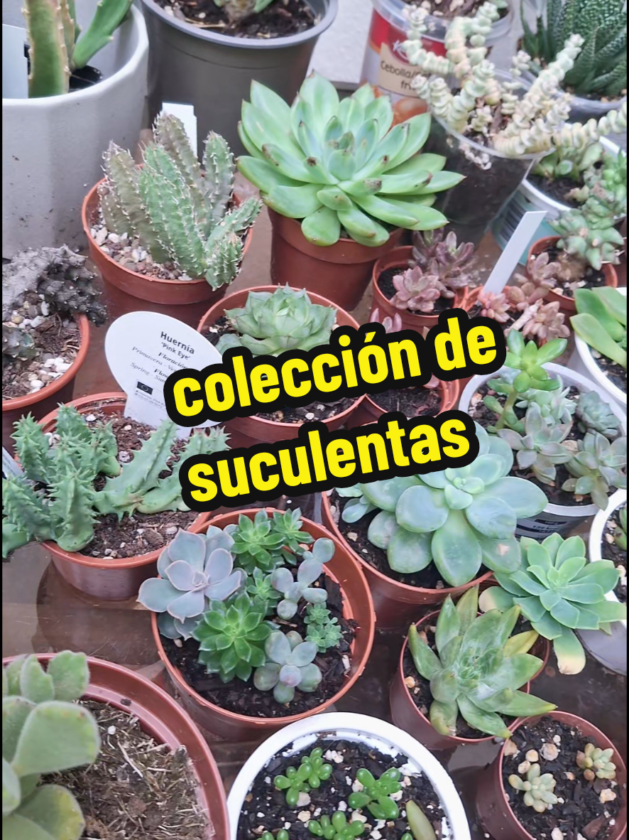 @Succulent_ninja