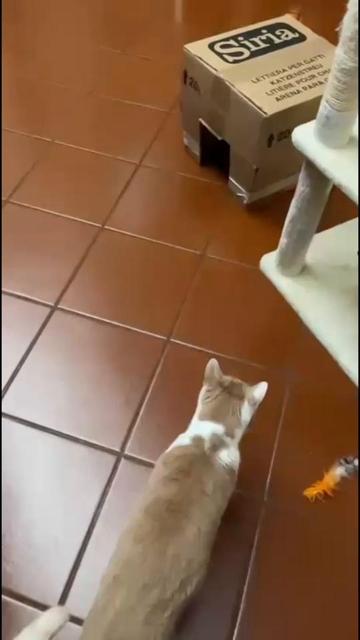 @Paolagemma Consulente Felina😻