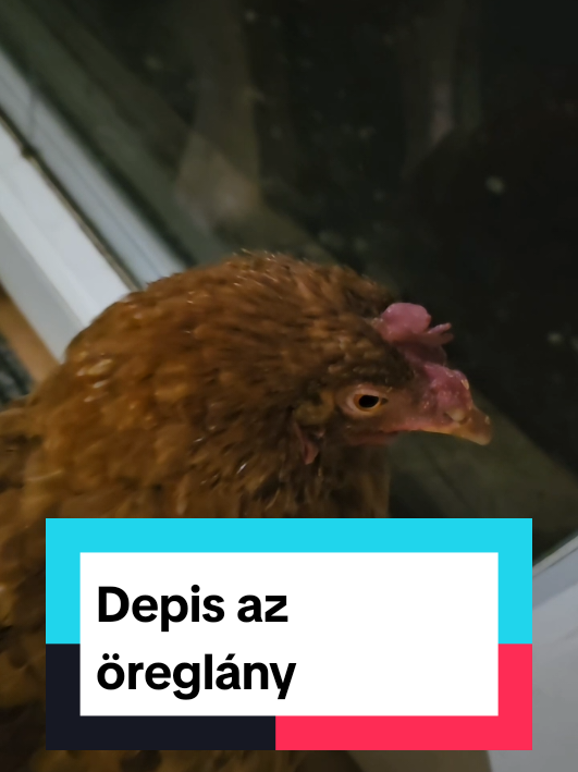 @Aktívan kutyával