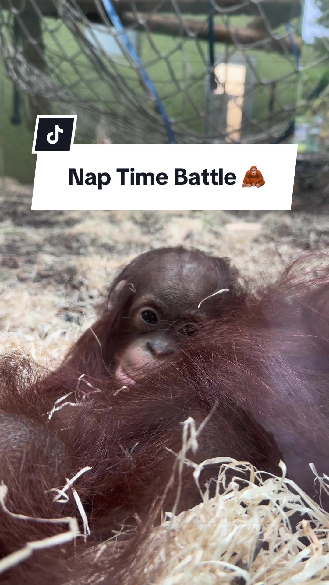 @Animals Travel Adventures