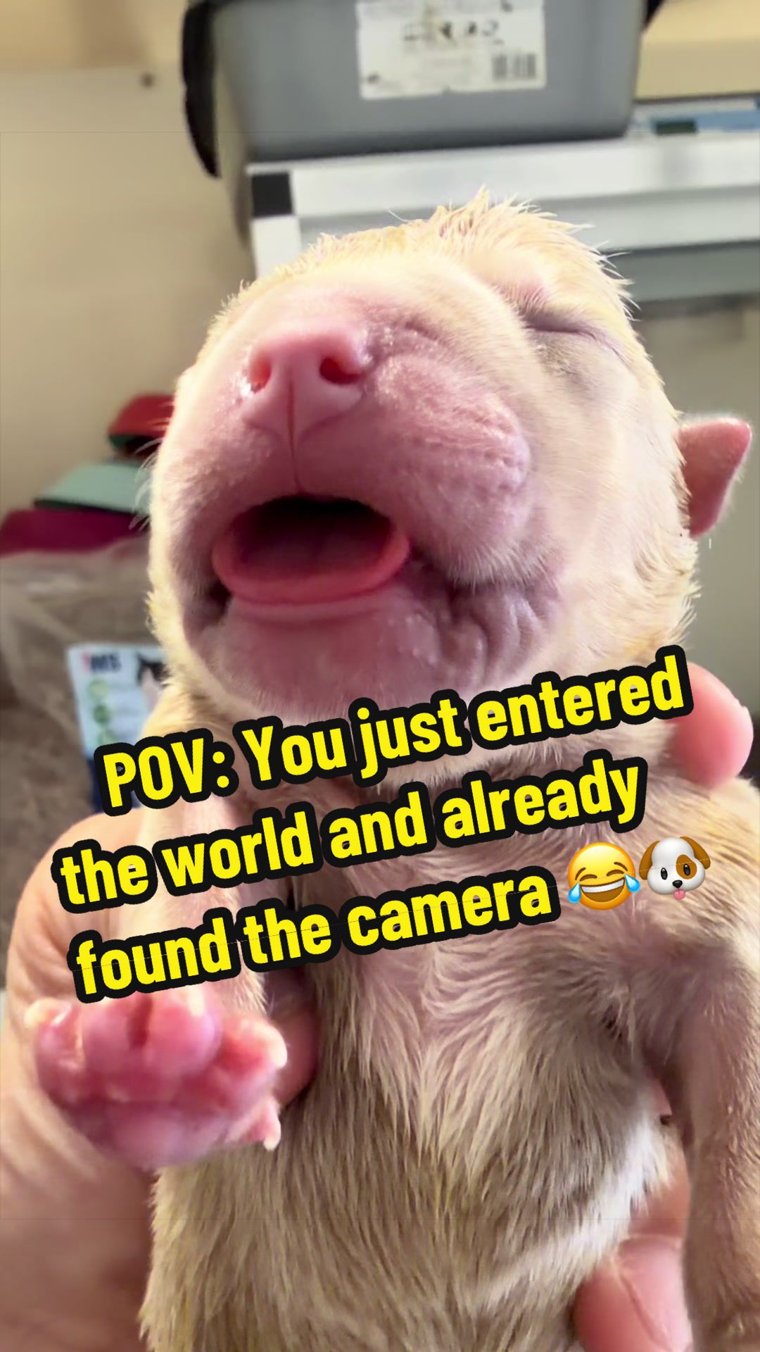 @Tomasthevet