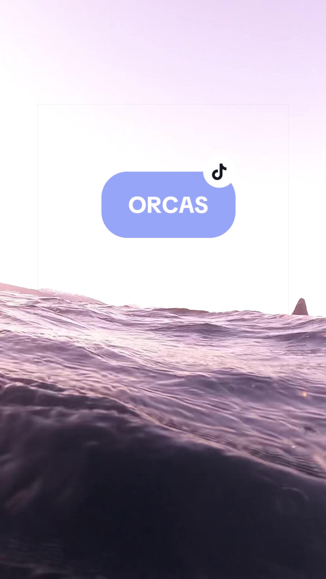 @SCUBA&ensp;DAN&ensp;🦈