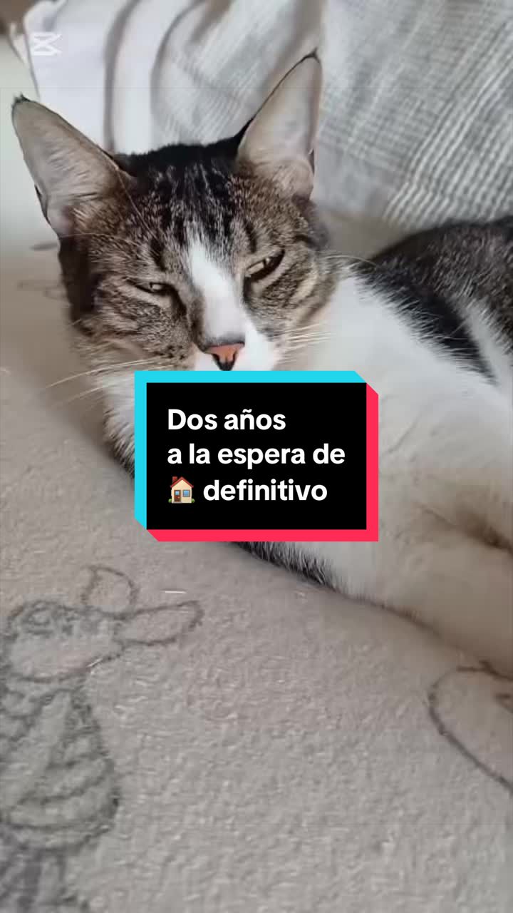 @enGatadas