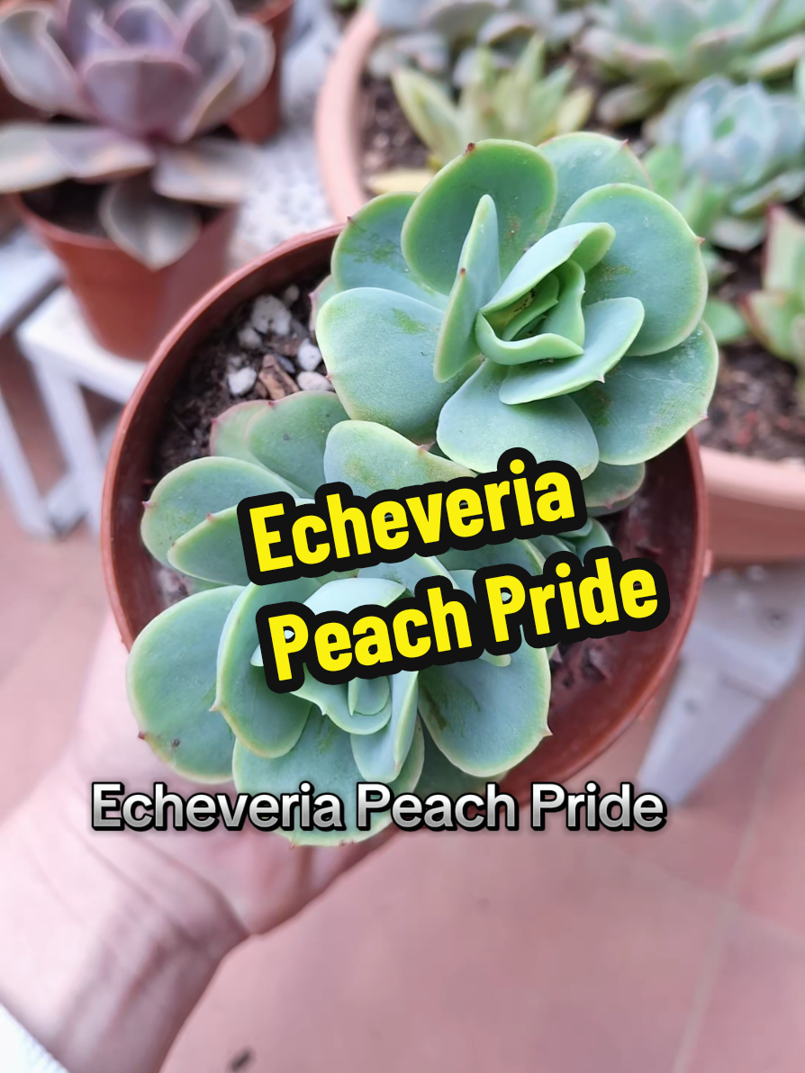 @Succulent_ninja
