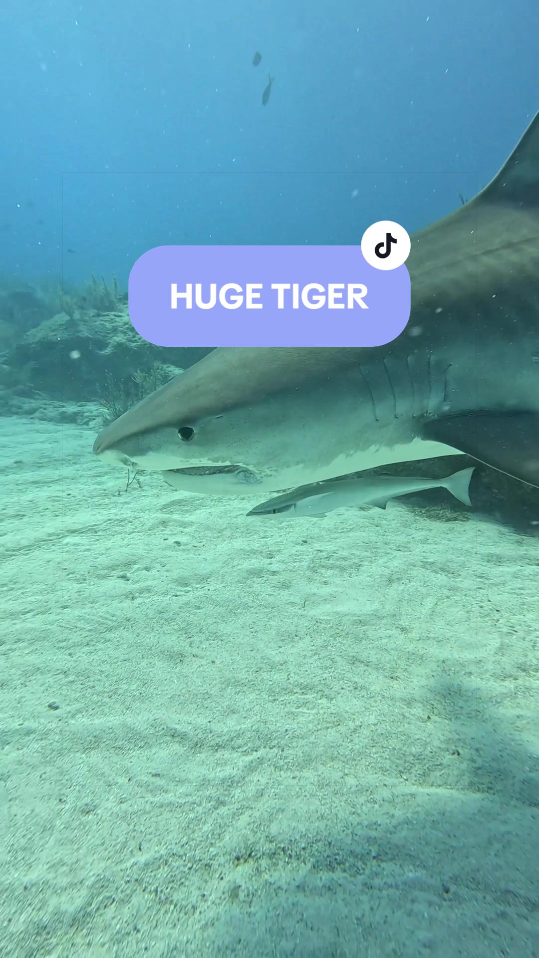 @SCUBA&ensp;DAN&ensp;🦈