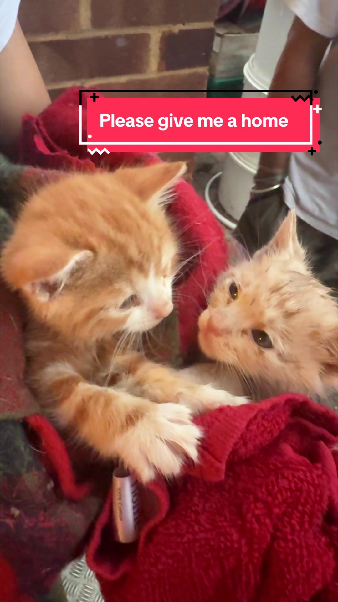 @Miracle Kittens