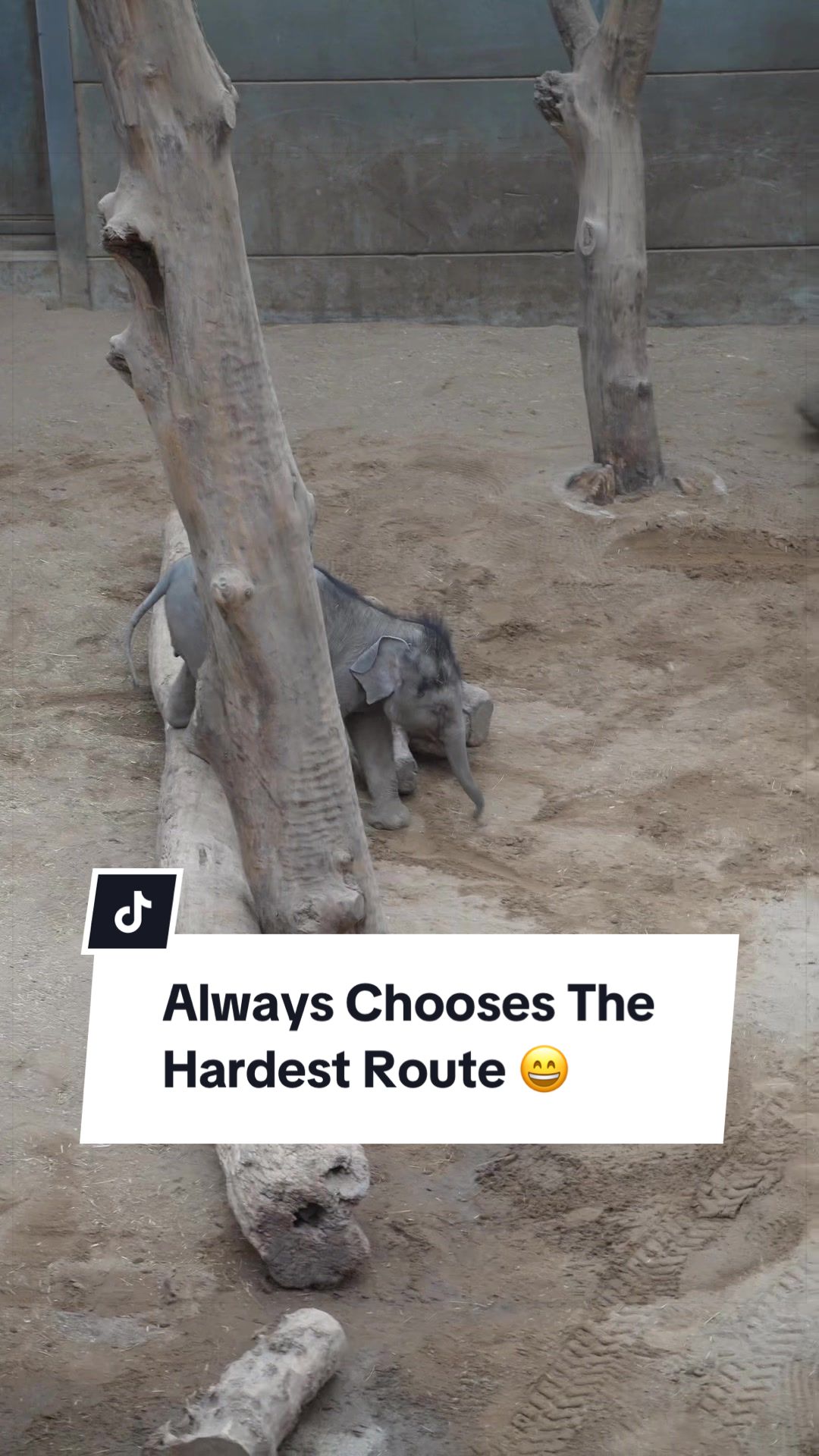 @Animals Travel Adventures
