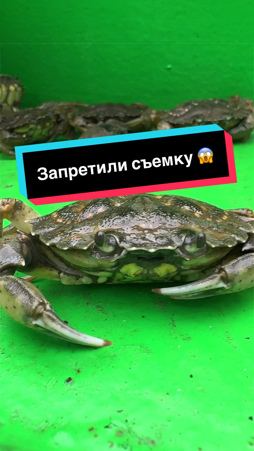 @ɢᴜʀɢᴇɴ ᴍɪᴋᴀᴇʟʏᴀɴ