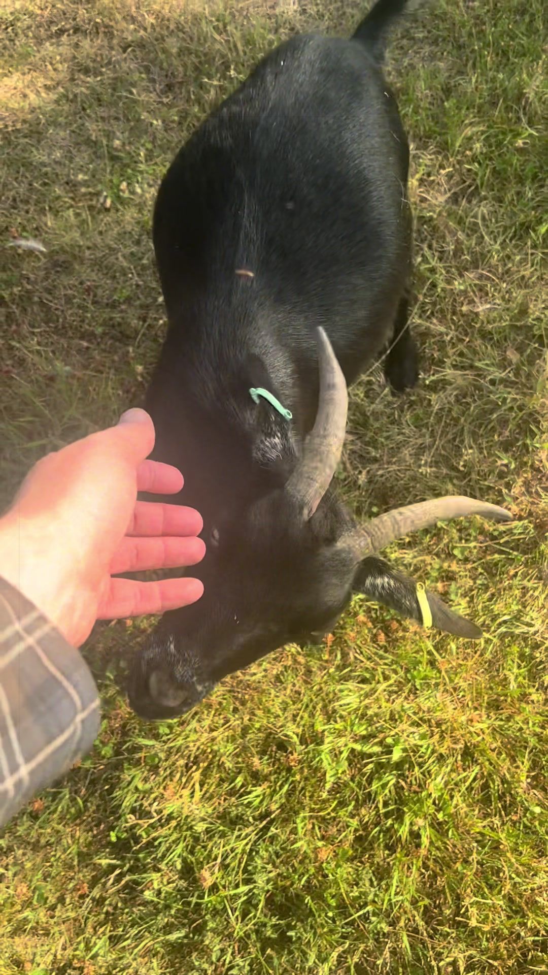@Sunny B Goats🌞B🐐
