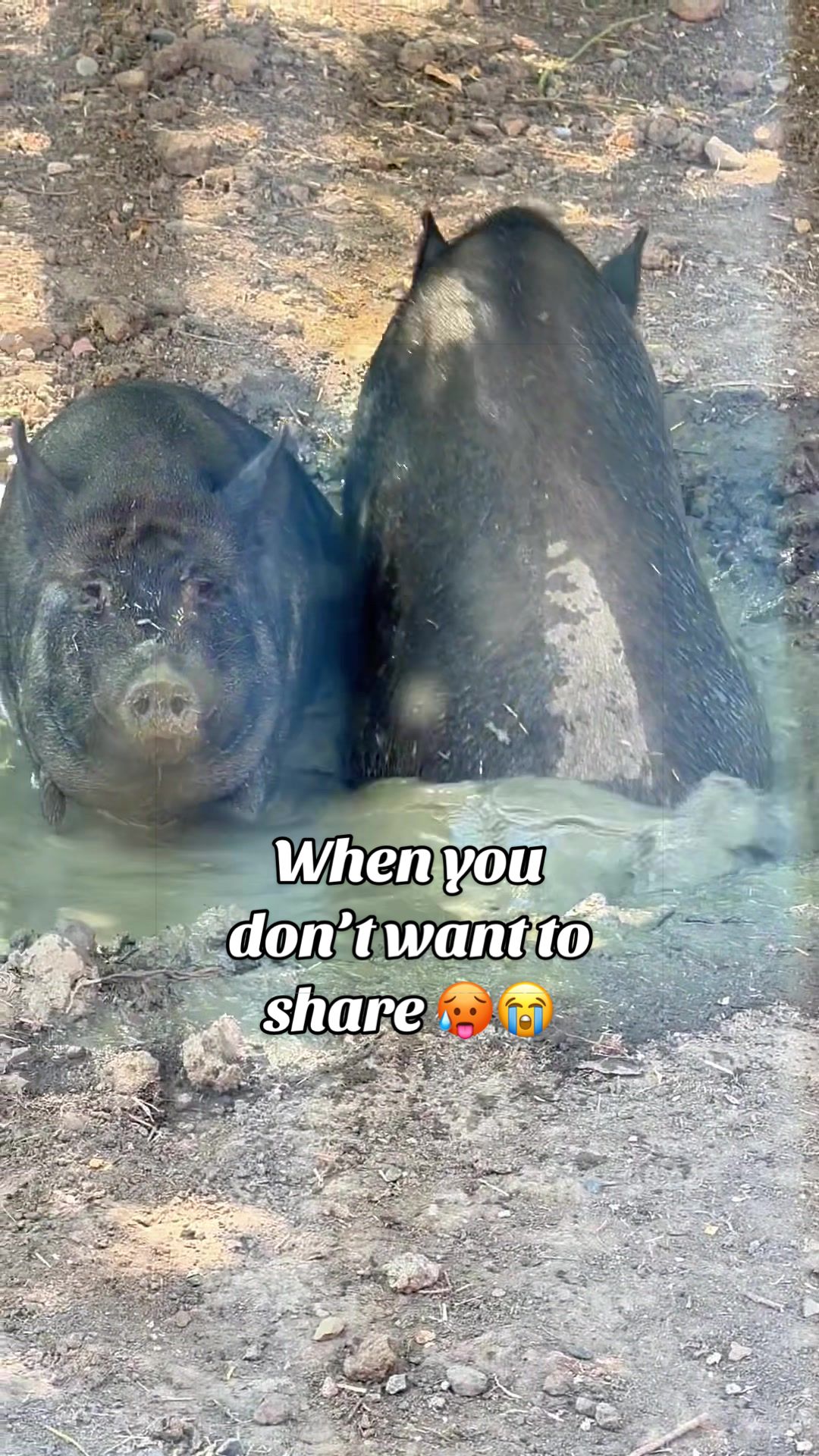 @AhimsaAnimalSanctuaryUK