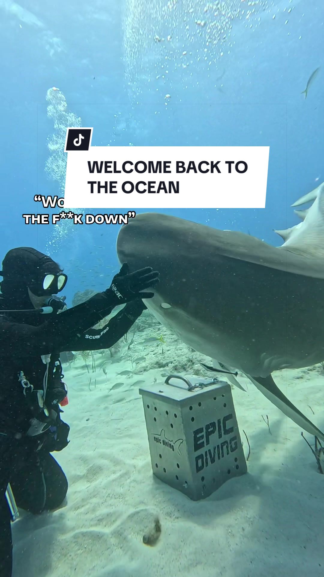 @SCUBA&ensp;DAN&ensp;🦈