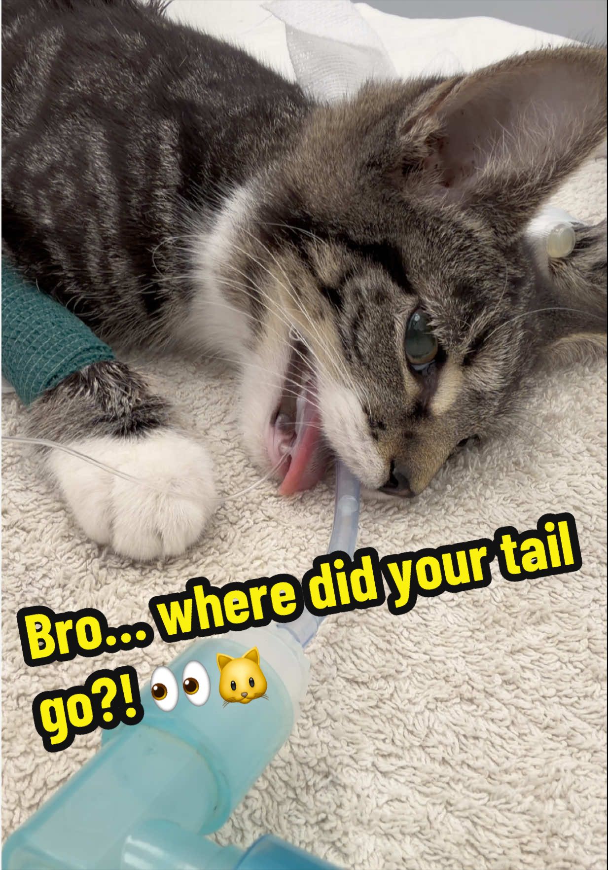 @Tomasthevet