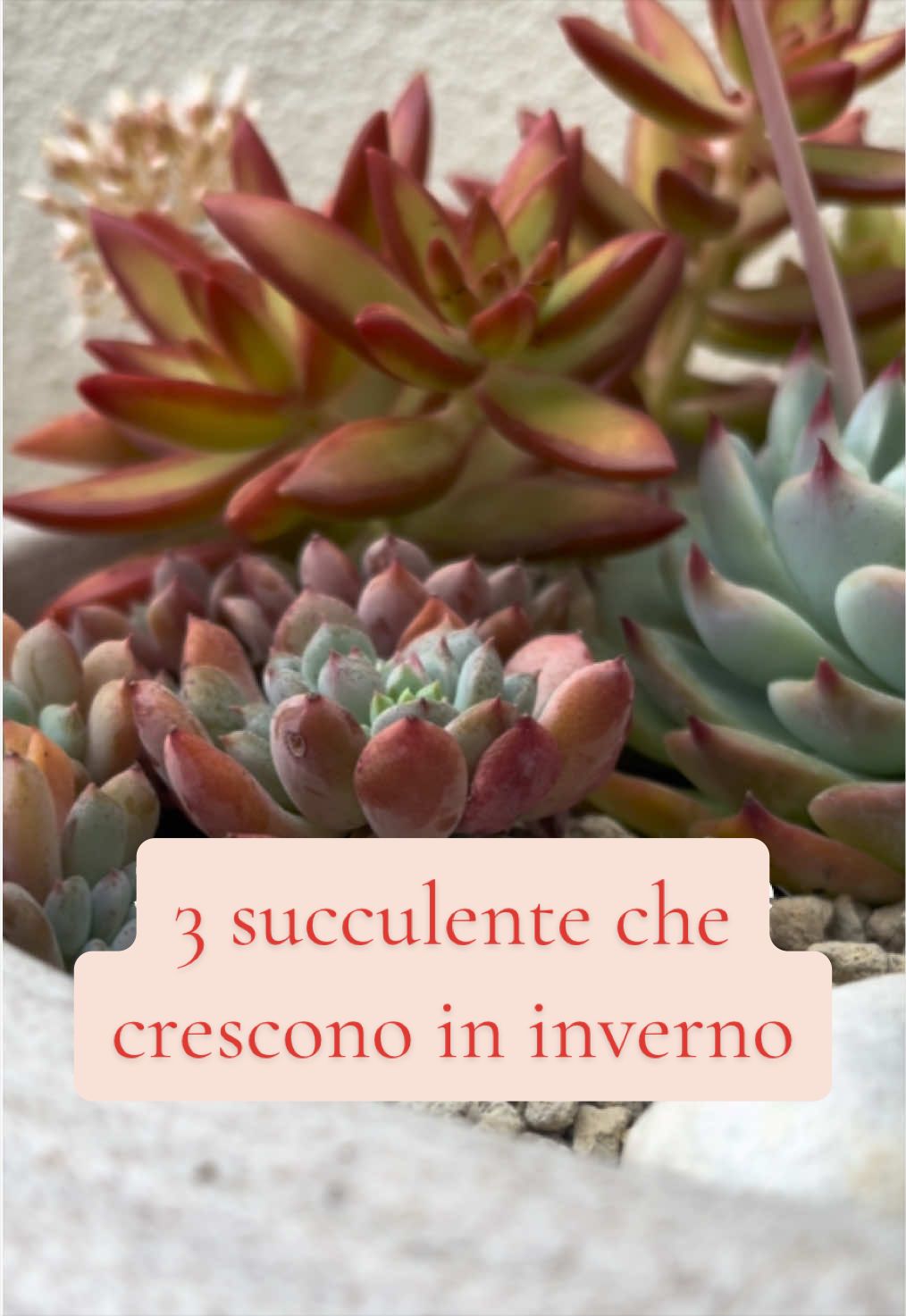 @piccole.spine.felici