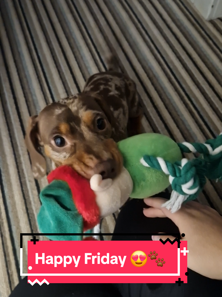 @Choritzo chipolata🐾