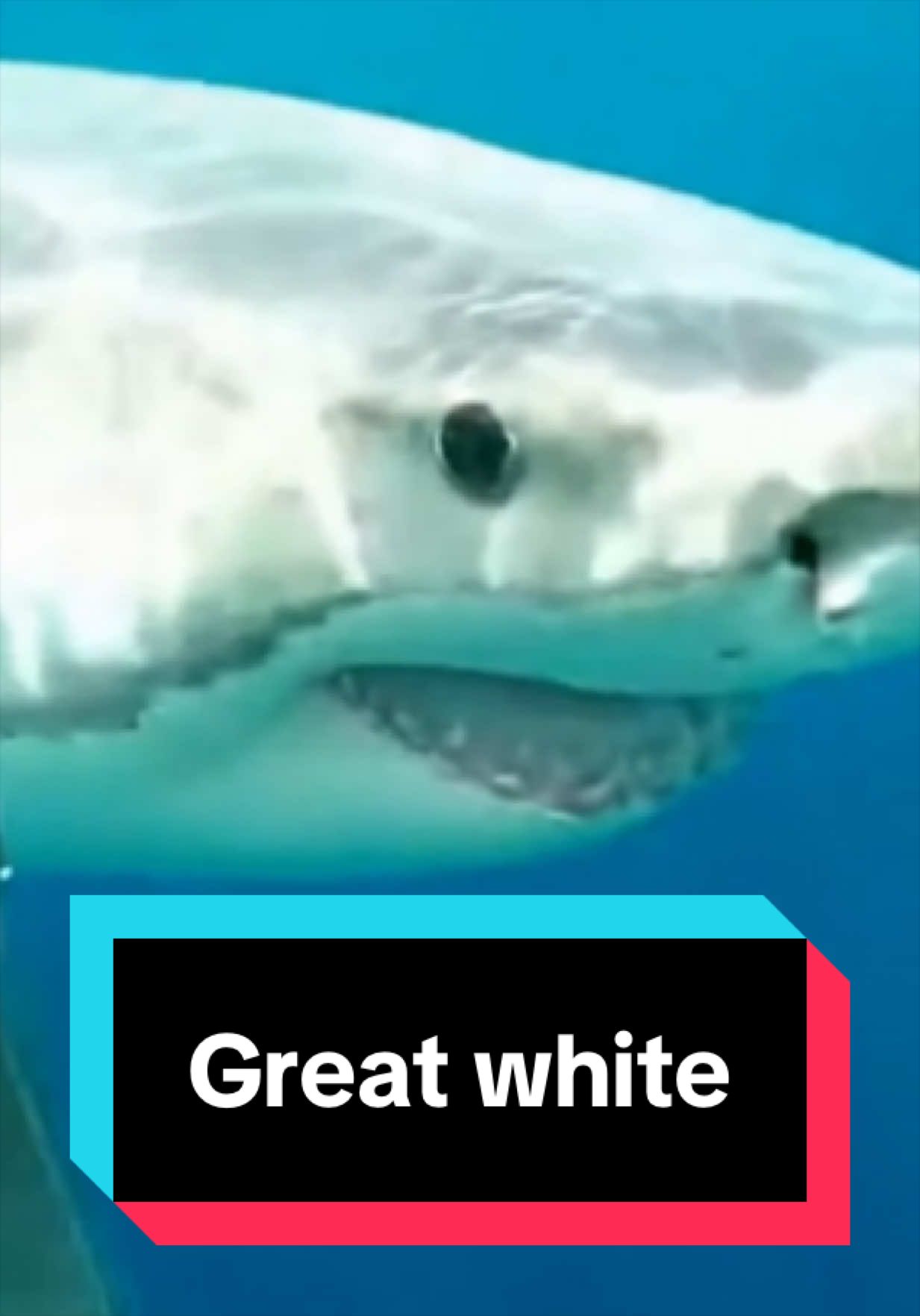 @The Shark Mommy
