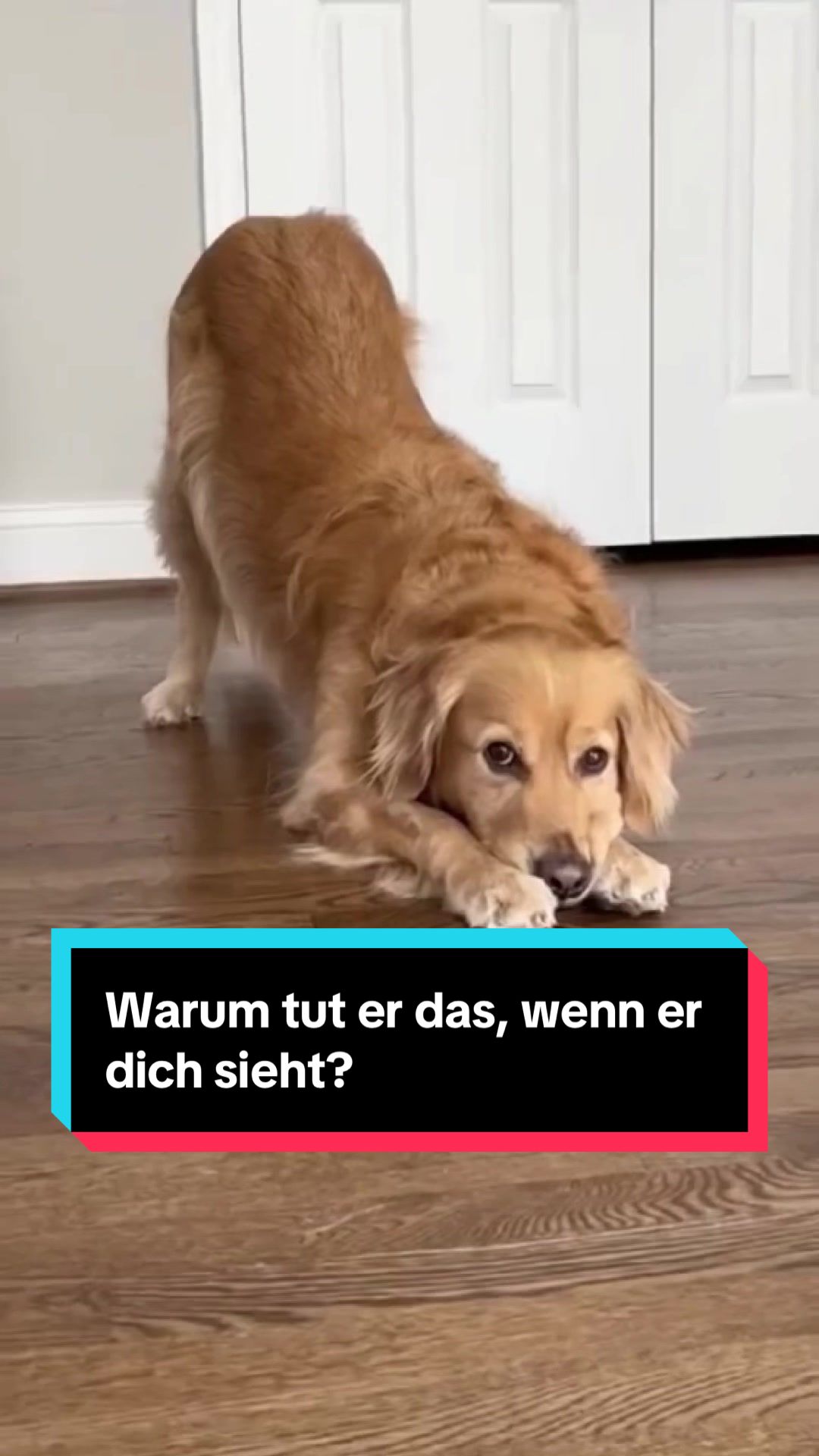 @Tiere kennen🐾