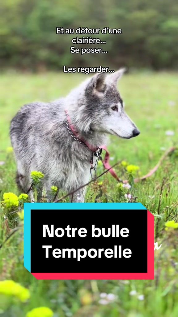 @🐺 Ragnar_et_sa_meute 🐺