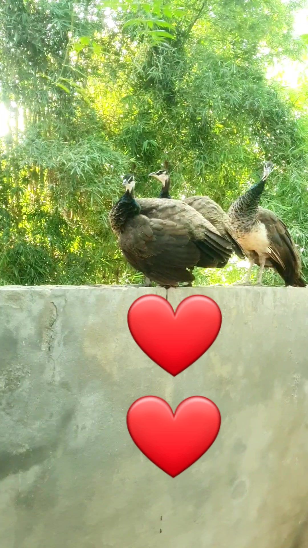 @☆*☆ Mahar Sana Ullah Jara ☆*☆