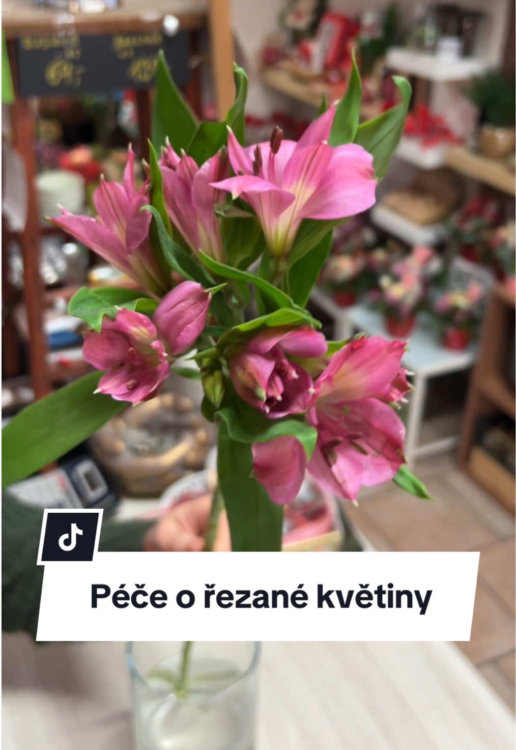 @kvetinarstviGracia