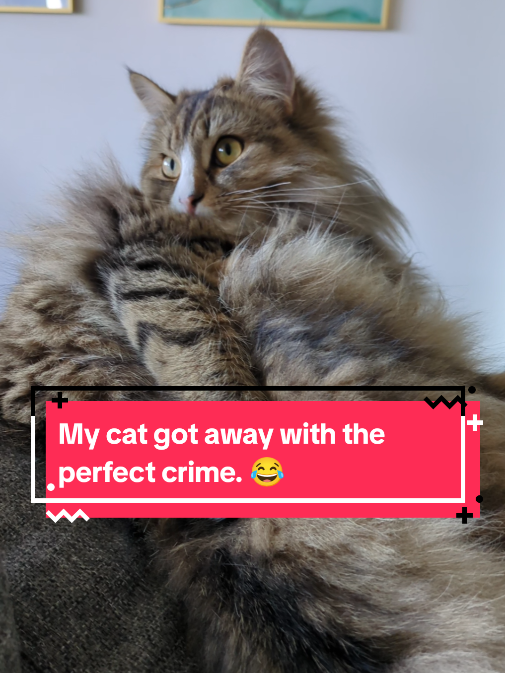 @The Cutest Cats Ever