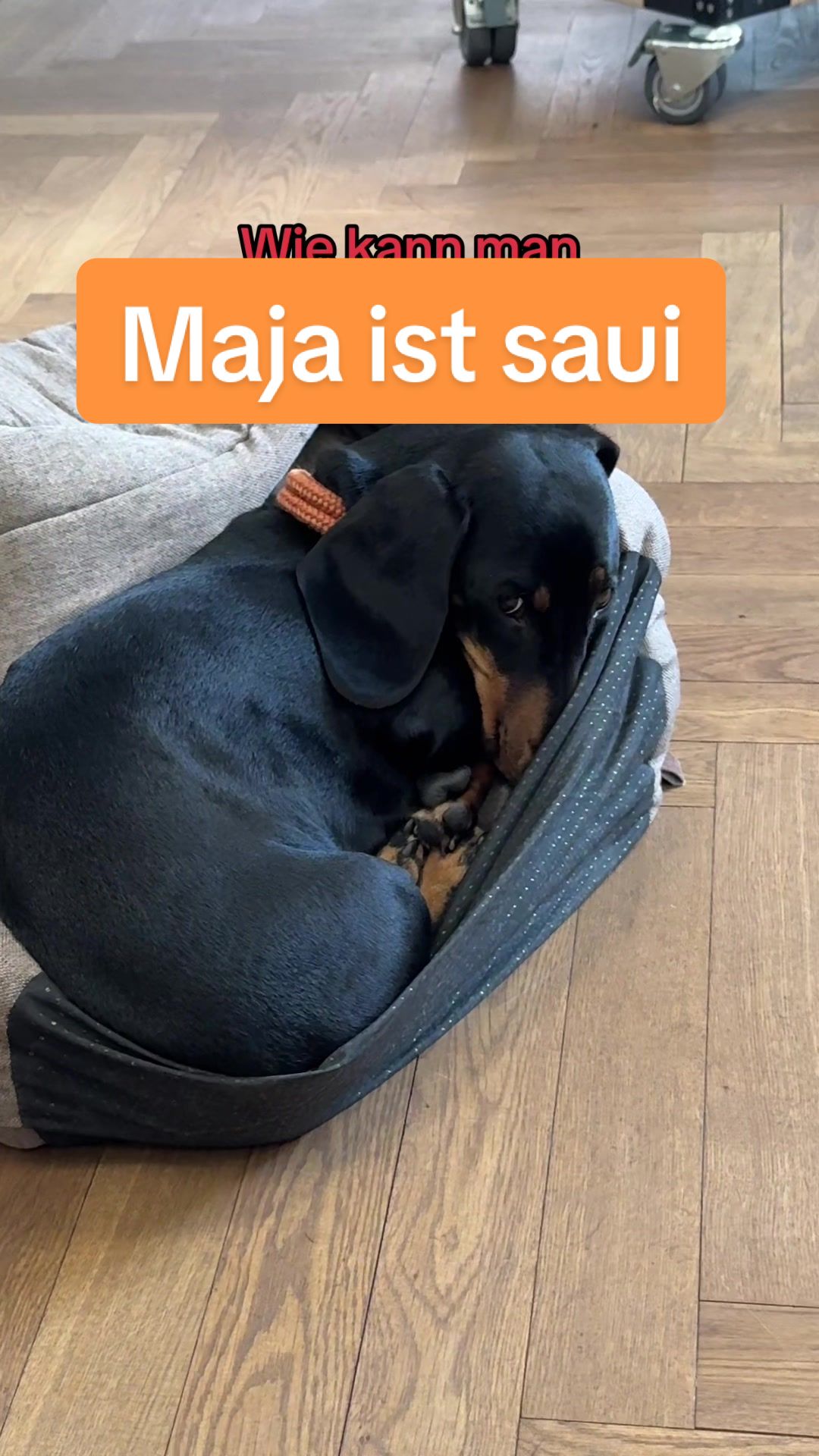 @SausagedogMaja