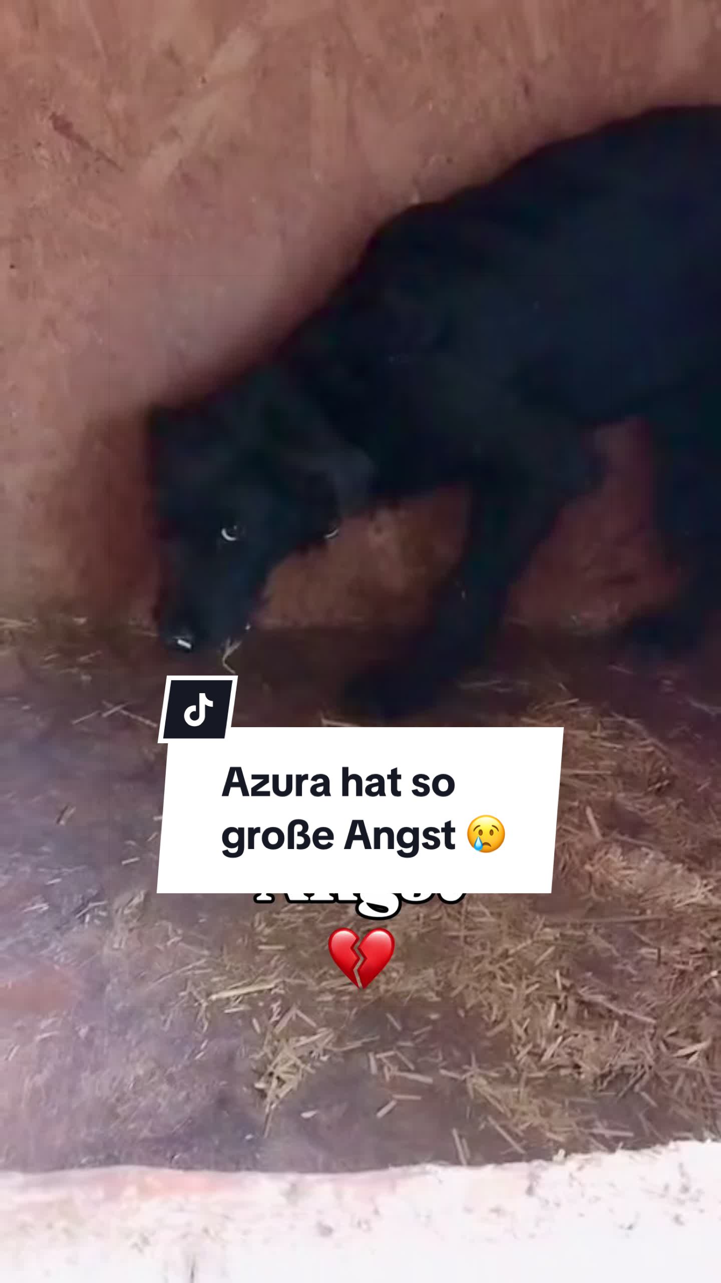 @Ein Herz für Streuner e.V.