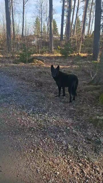 @offbrandgsd