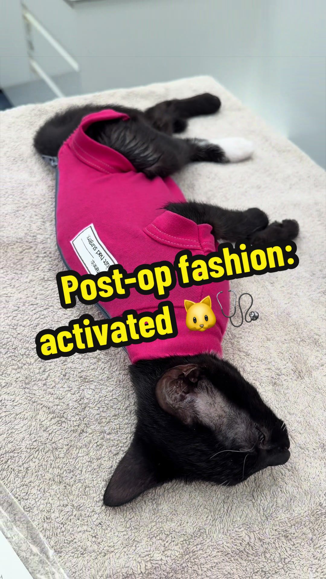 @Tomasthevet