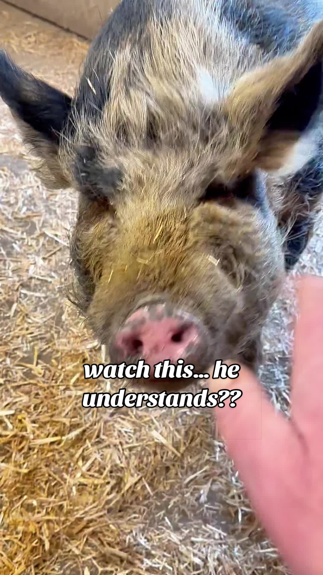 @AhimsaAnimalSanctuaryUK