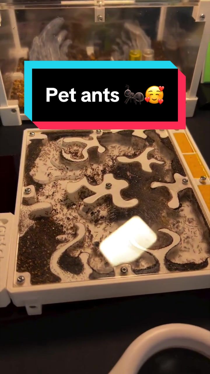 @antshq