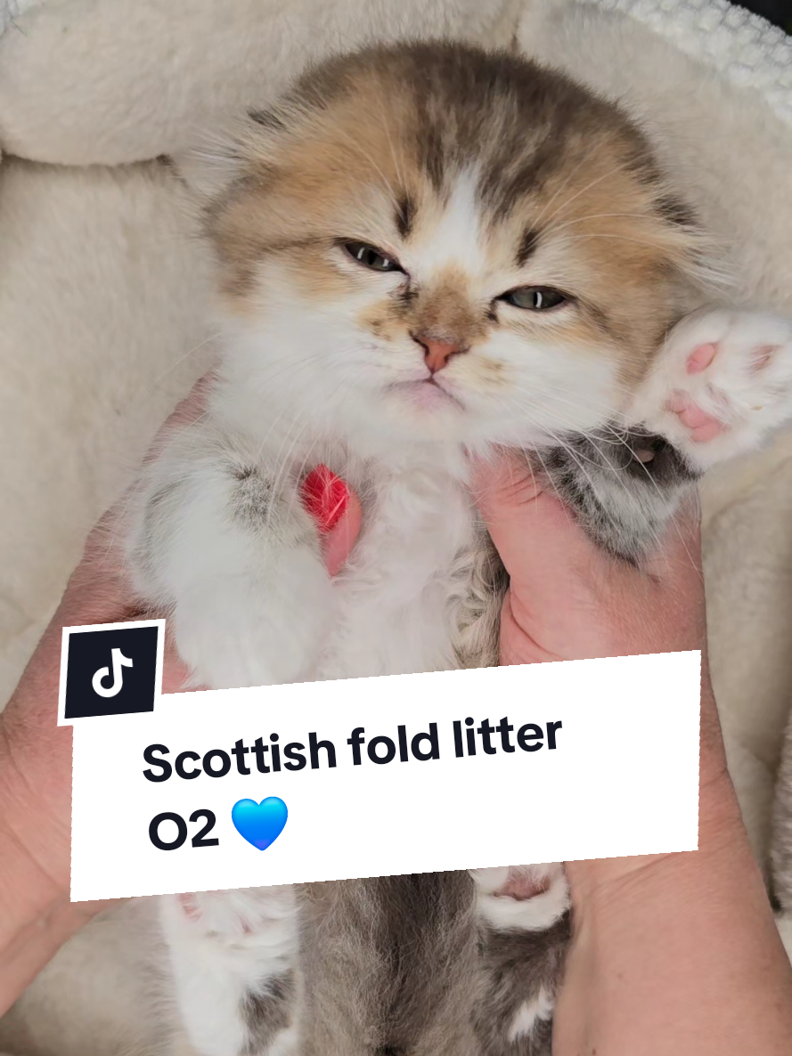 @Blue Sapphire Cats Cattery