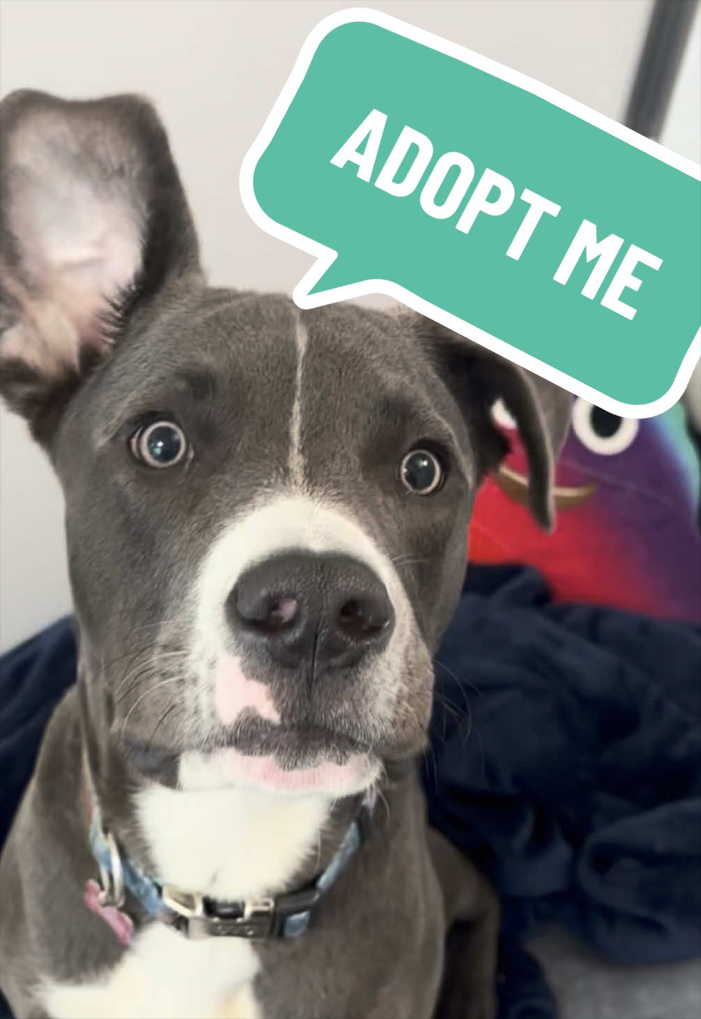 @RSPCA brighton